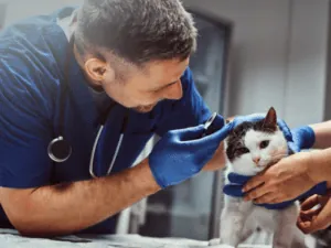 Veterinário examinando o ouvido de um gato