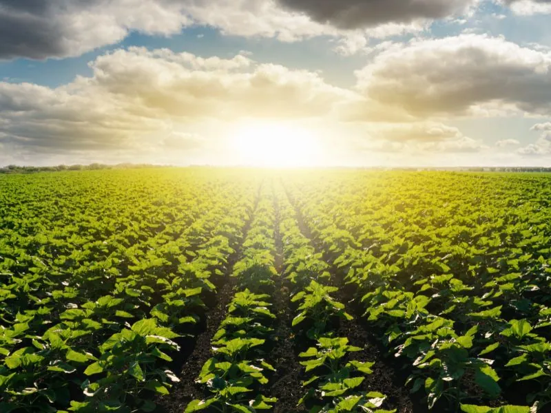Plantação verde alinhada até o horizonte ao nascer do sol