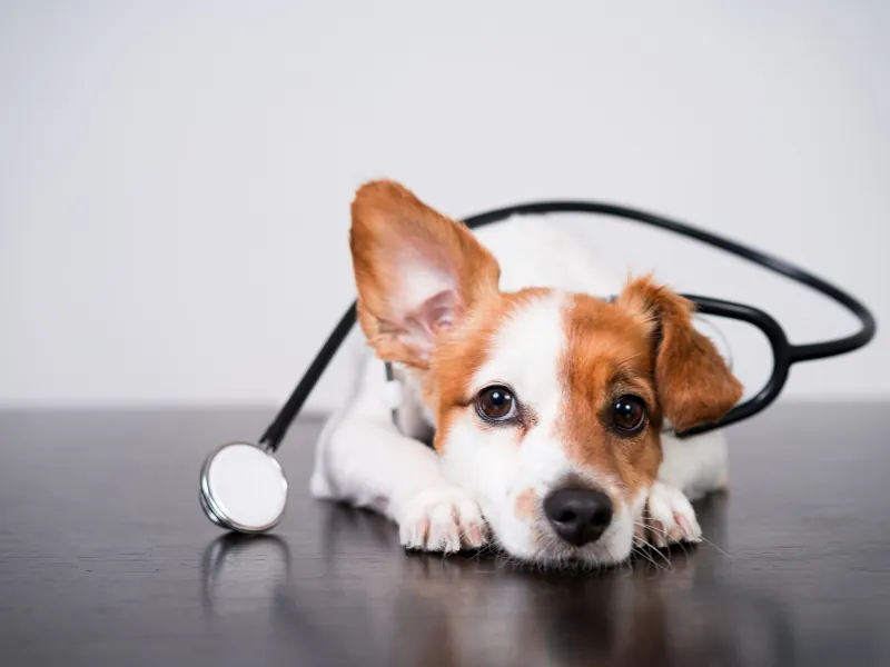 Cão filhote deitado junto a um estetoscópio